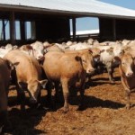 Many Canadians actively search for hormone-free beef for their next meal, but hormonal implants may not be the enemy. In reality, growth implants help beef animals convert feed more efficiently, which results in leaner meat and keeps the price of beef more reasonable for the consumer. In addition, the levels of horses in these animals not be as worrisome as some think. Photo by Rudolph Spruit