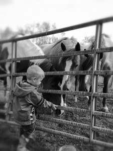 H with Horses PIC